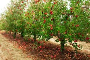 Free Printable Apple Tree Coloring Page - Made with HAPPY