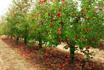 Free Printable Apple Tree Coloring Page - Made with HAPPY