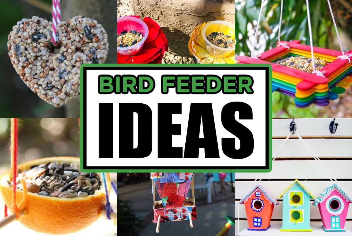 bird feeder ideas
