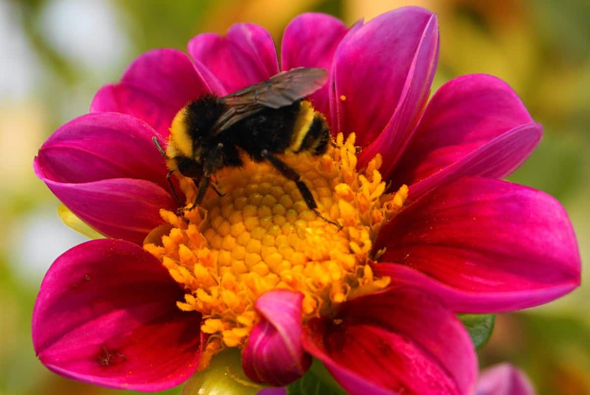 bumblebees in flowers