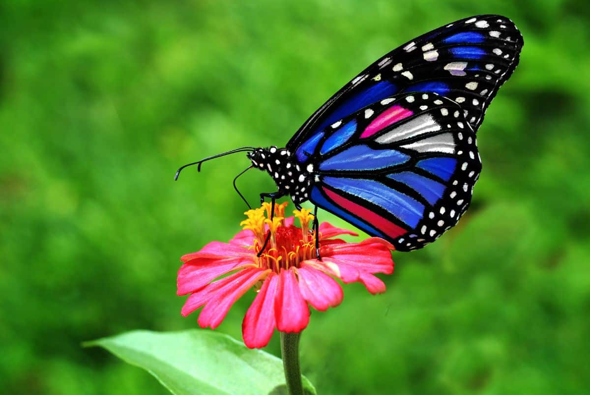 butterfly wings facts