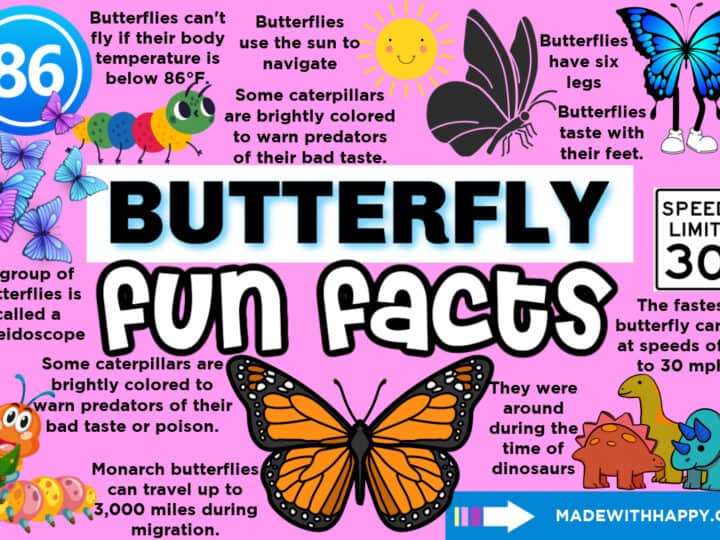 butterfly facts