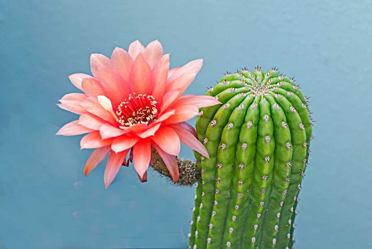 cactus and a cactus flower