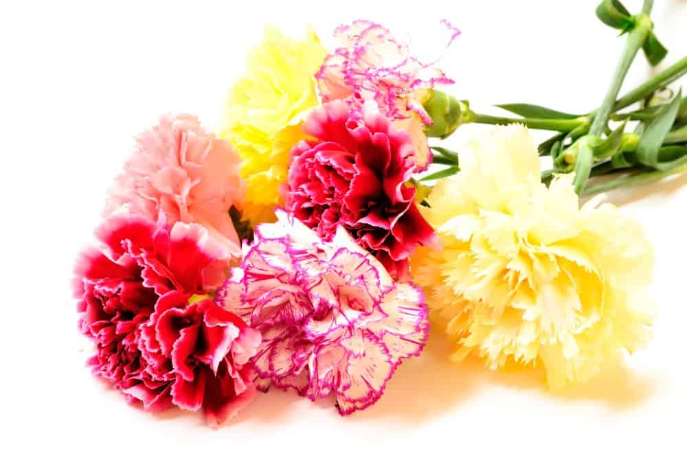 carnations