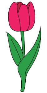 color tulip drawing