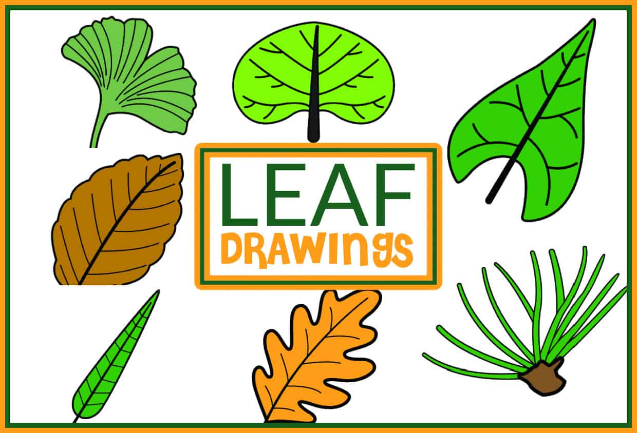 colorful leaf drawings
