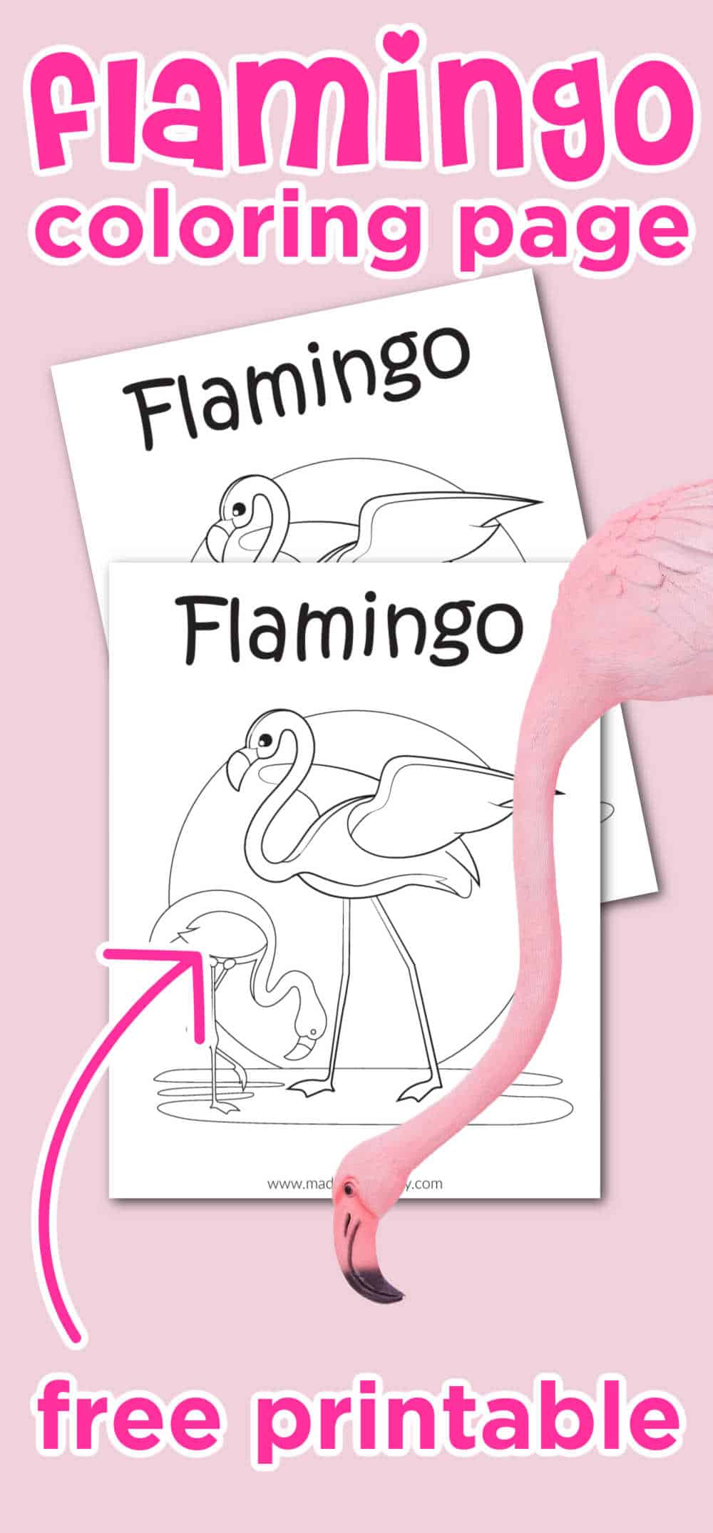 Coloring Flamingo