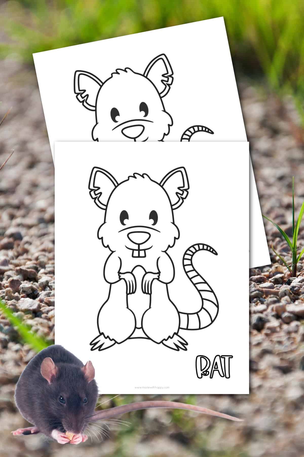 A small, black rat sits on a gravel path. In the background, there are two coloring pages featuring cartoon rats. The pages are propped against each other, with grass visible behind them.