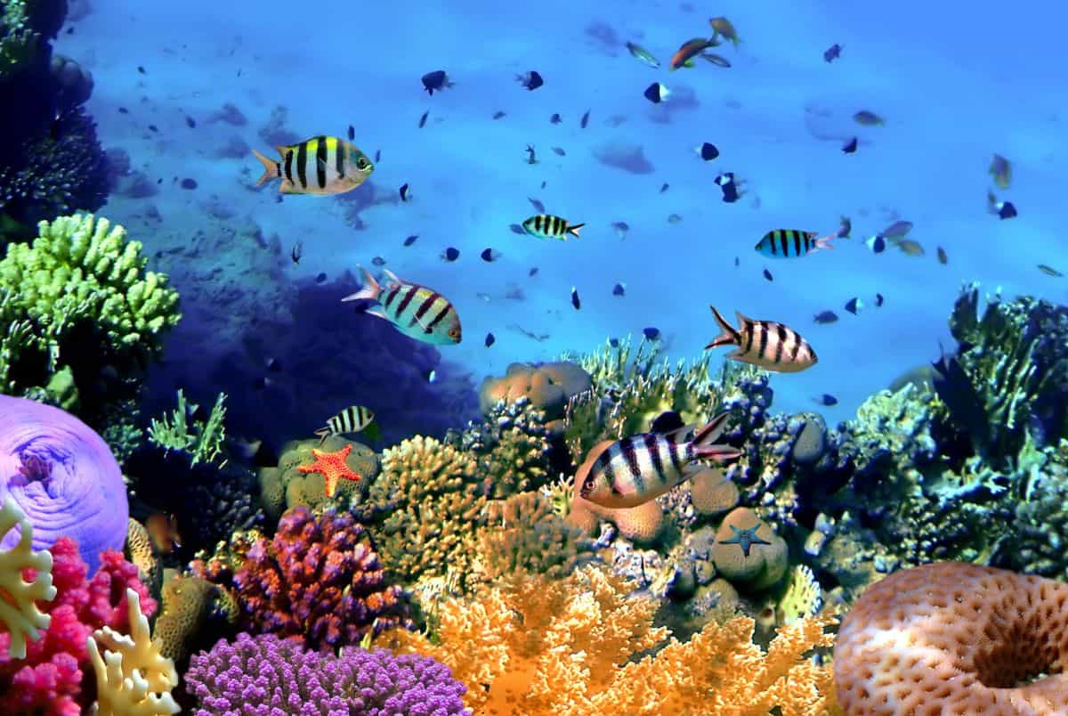 coral reef colorful
