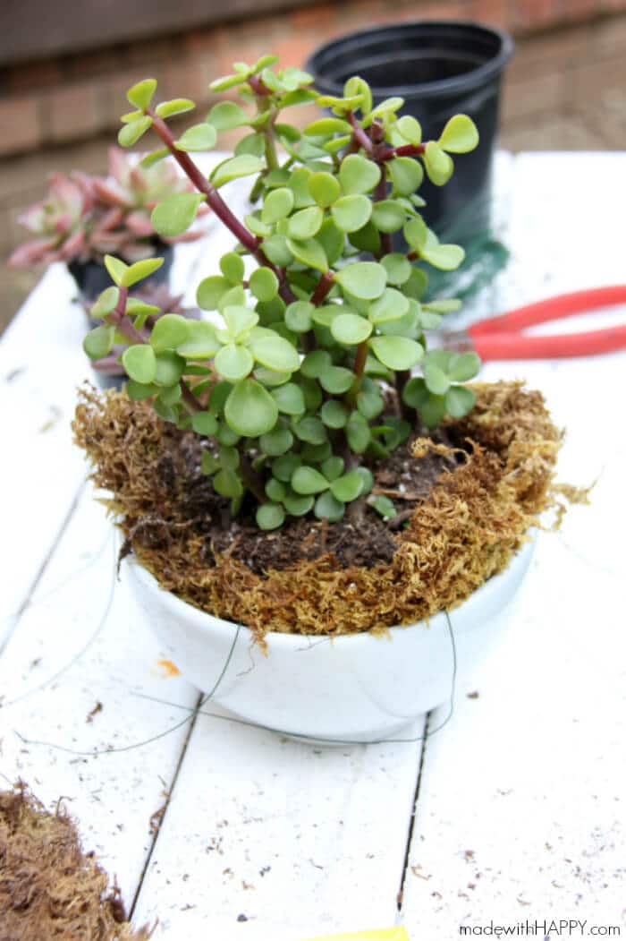 DIY String Garden | Floating Plant Balls | Modern Gardens | Hanging Plants | www.madewithHAPPY.com