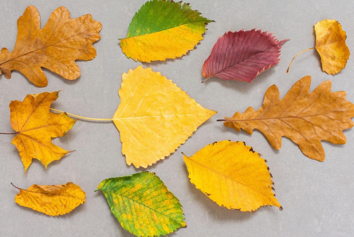 different fall leaf shapes