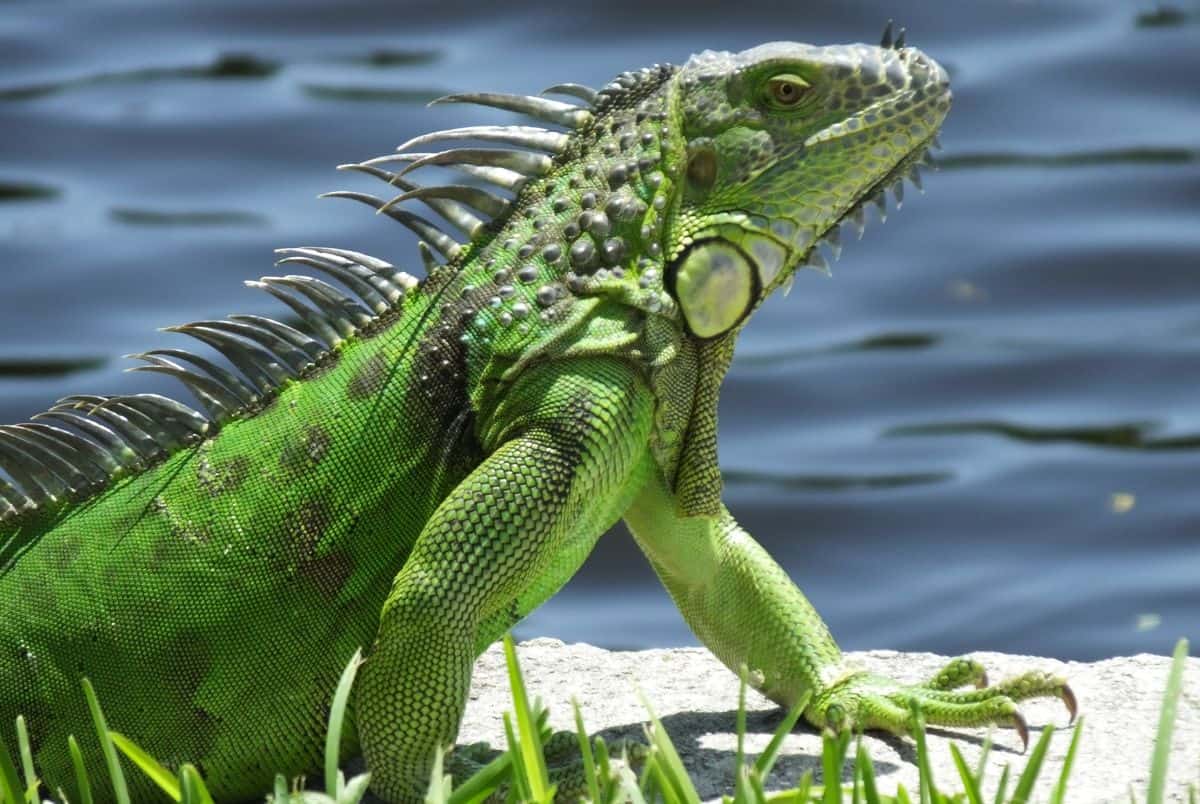 different types of iguanas