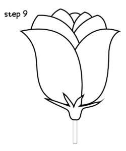 Draw Rose Step 9
