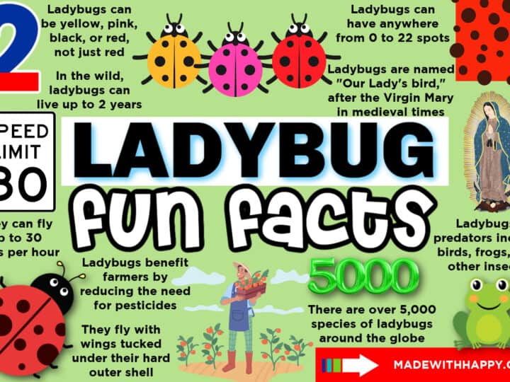 Colorful infographic titled Ladybug Fun Facts blends ladybug facts with vibrant illustrations of ladybugs, a speed limit sign, and a statue. Discover insights on colors, lifespan, speed, species count, and farming benefits. A child delightfully holds a ladybug in this captivating scene.