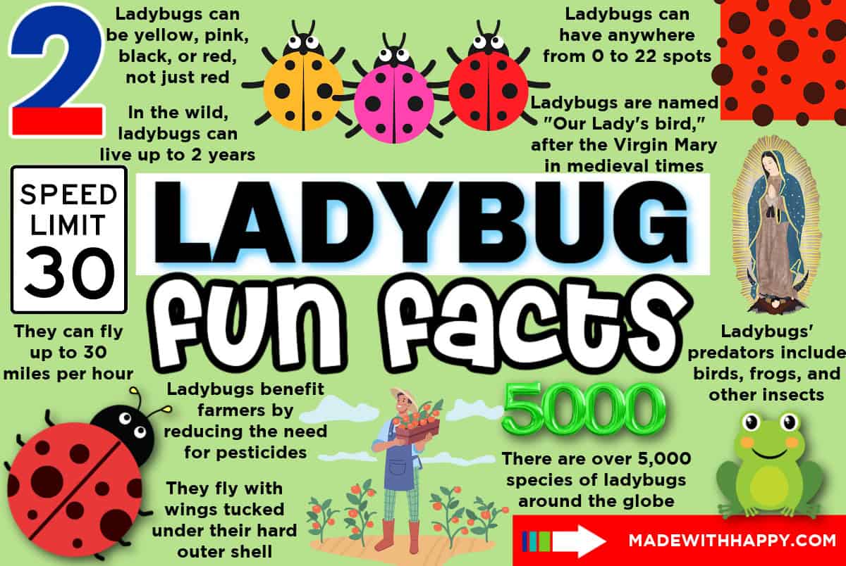Colorful infographic titled Ladybug Fun Facts blends ladybug facts with vibrant illustrations of ladybugs, a speed limit sign, and a statue. Discover insights on colors, lifespan, speed, species count, and farming benefits. A child delightfully holds a ladybug in this captivating scene.
