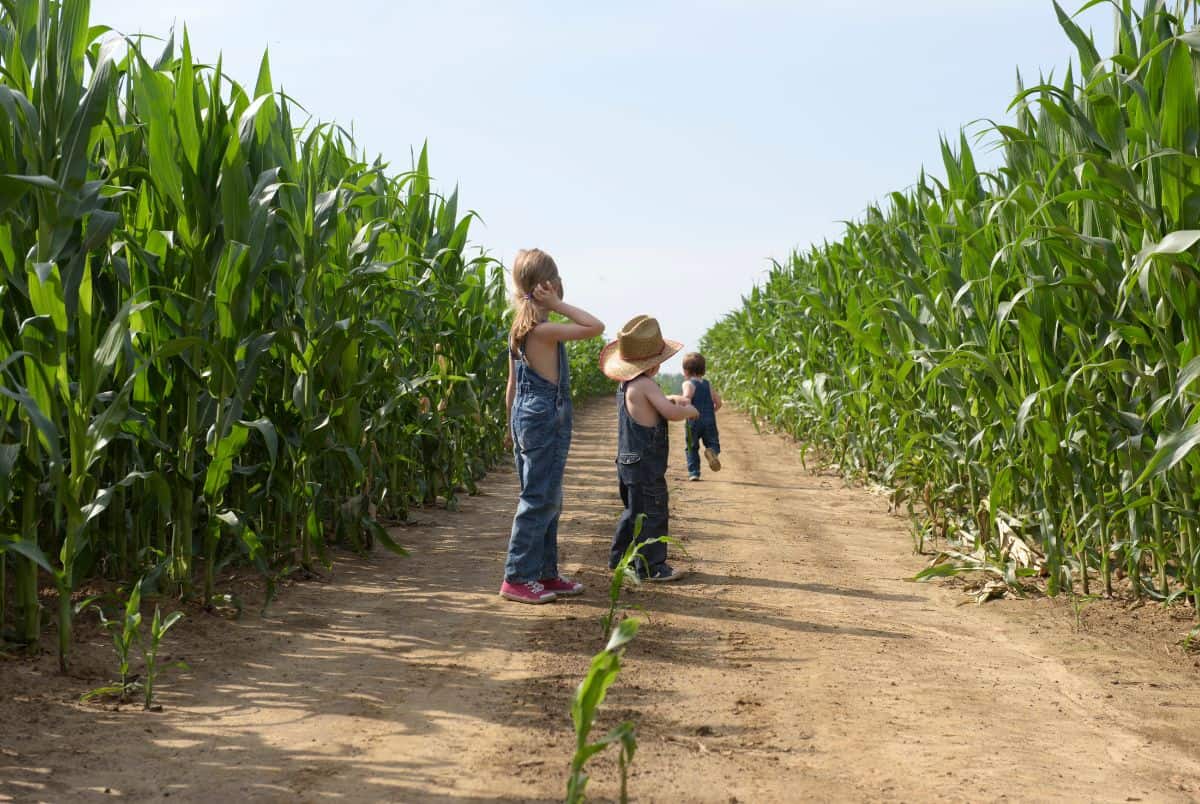 fall fun with kids and corn