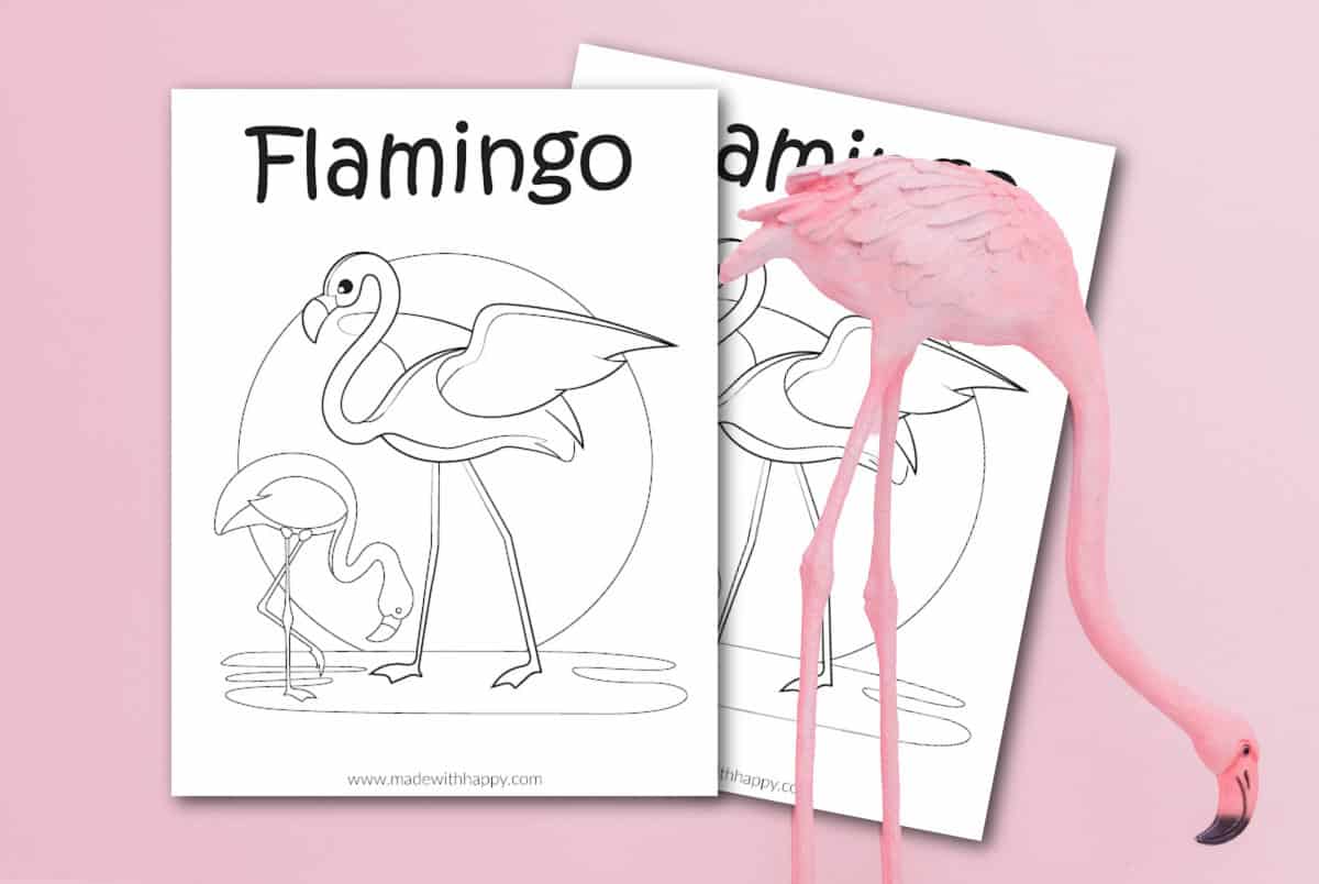 Flamingo Color Page
