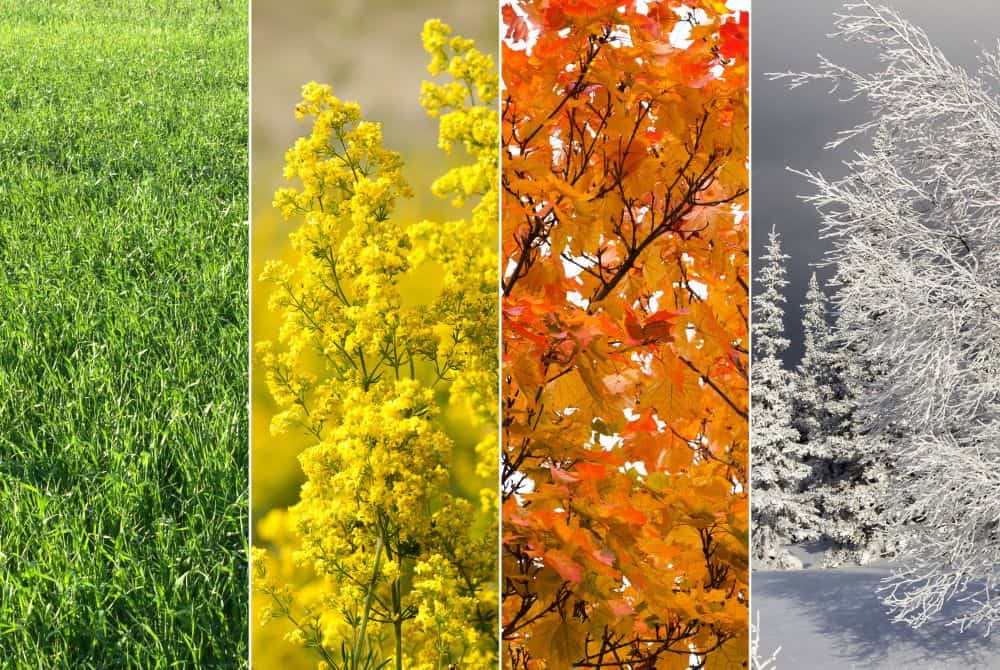 Four Seasons