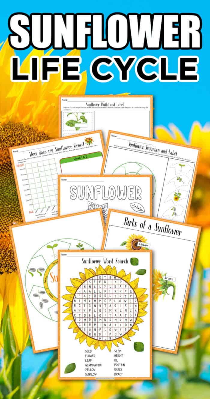 free sunflower printables
