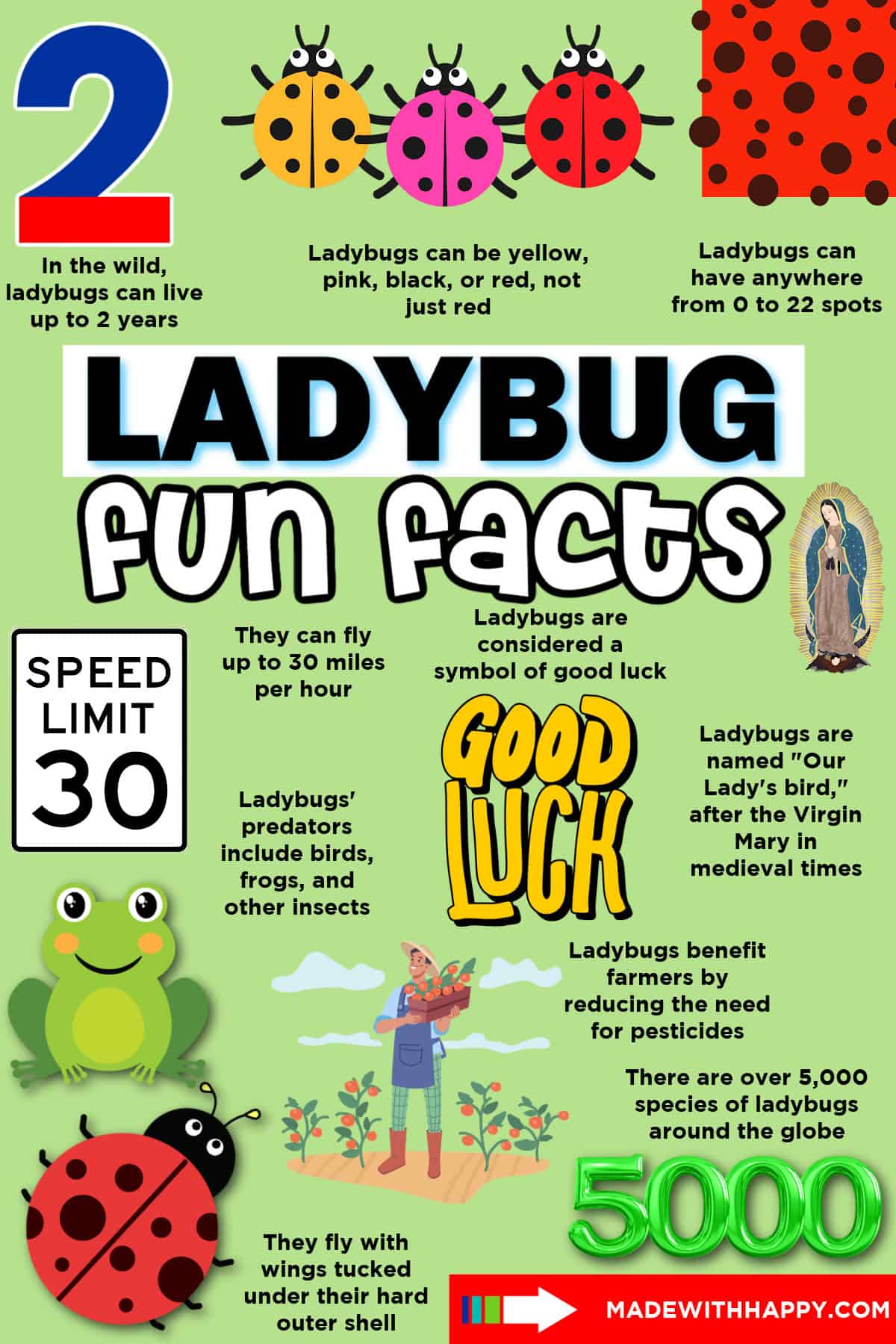 Colorful infographic titled Ladybug Fun Facts with images of ladybugs, a turtle, and a person. Ladybug facts cover lifespan, colors, dots, flight speed, predators, symbolism of luck and farming benefits. Learn why there’s even a safety speed limit sign for these fascinating creatures!.