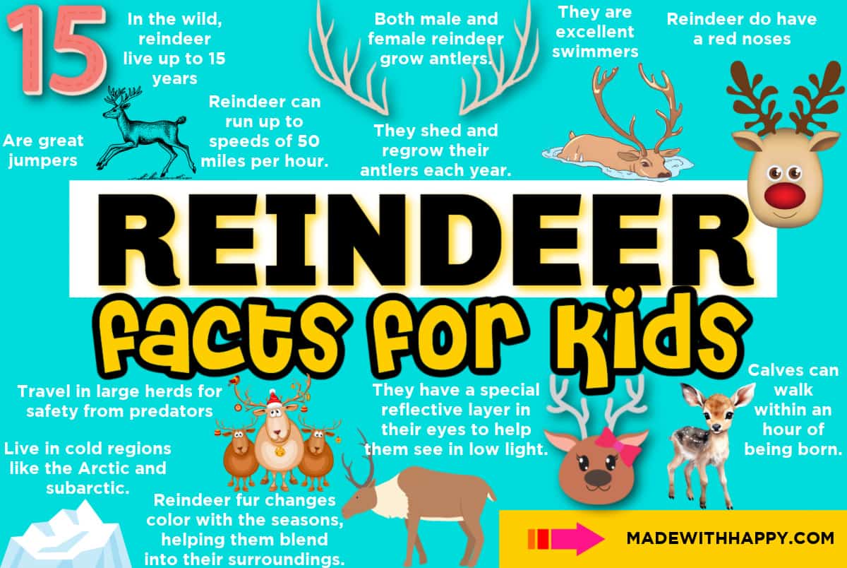 fun facts about reindeers