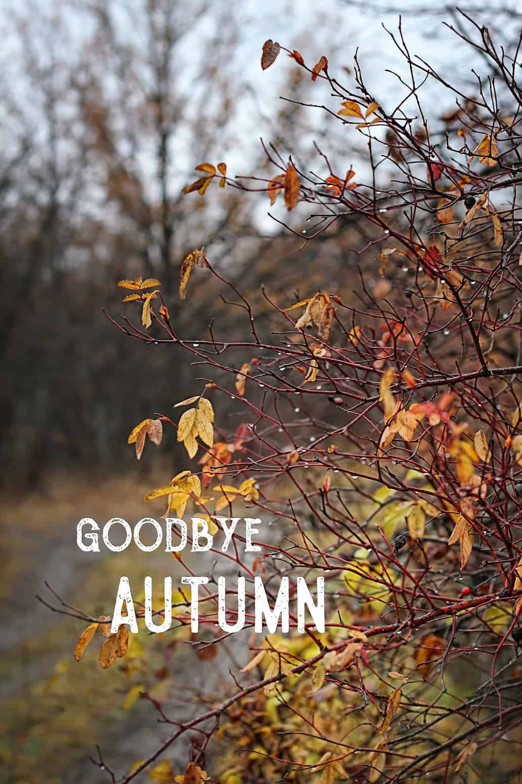 goodbye autumn