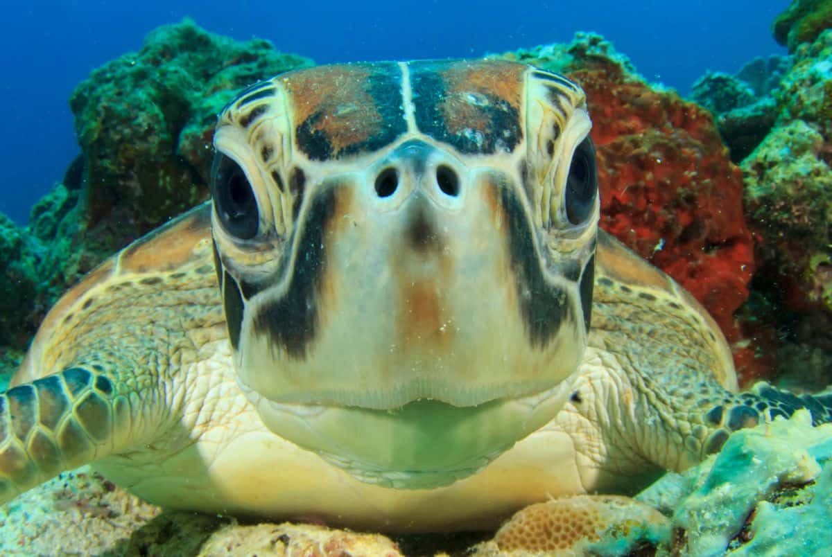 green sea turtle