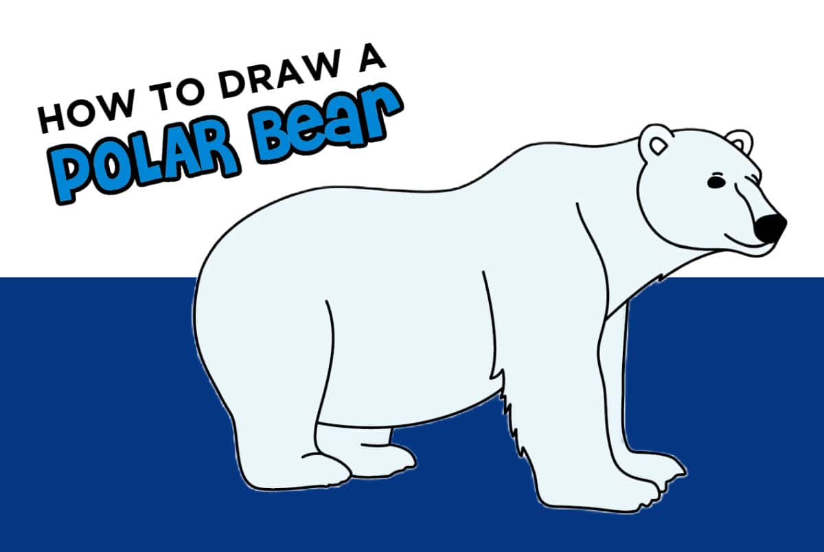 how to draw a polar bear