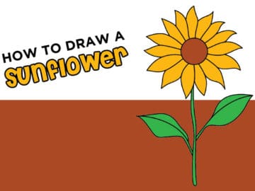 How to Draw a Sunflower