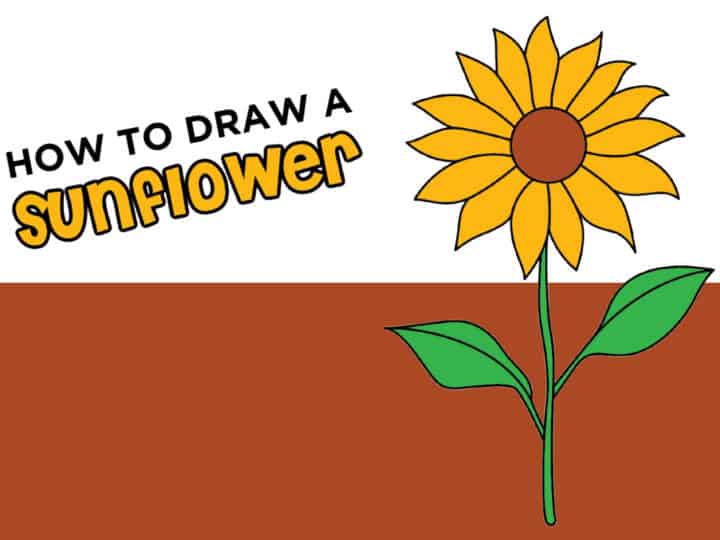 How to Draw a Sunflower