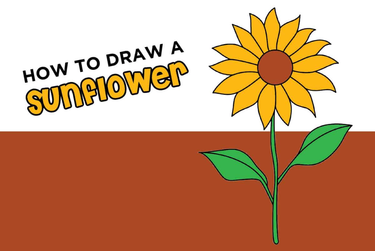 How to Draw a Sunflower