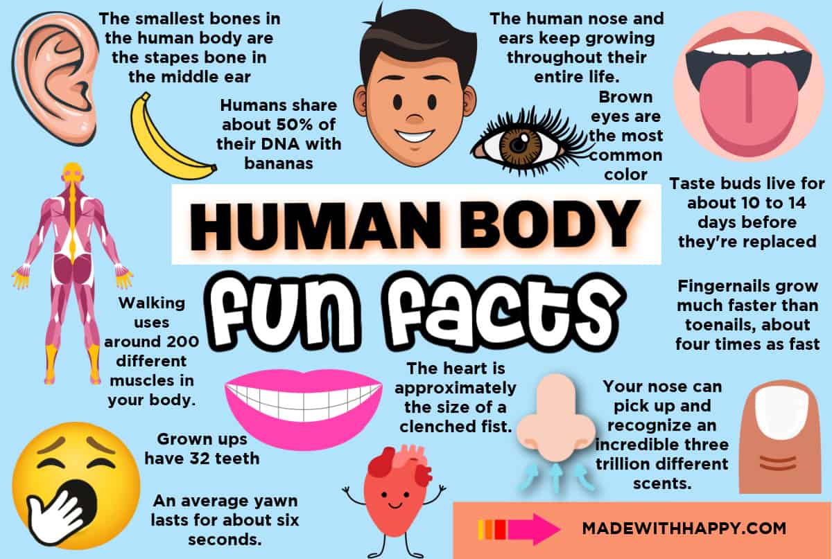 human body fun facts