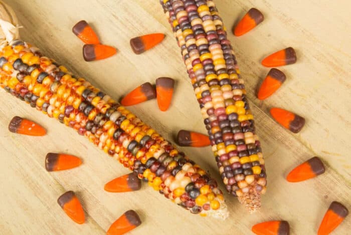 Indian Corn and Candy Corn for favor bag