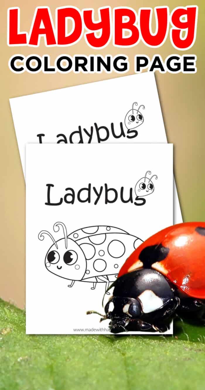Coloring Ladybug