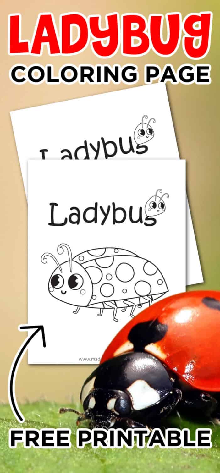 Ladybug Coloring