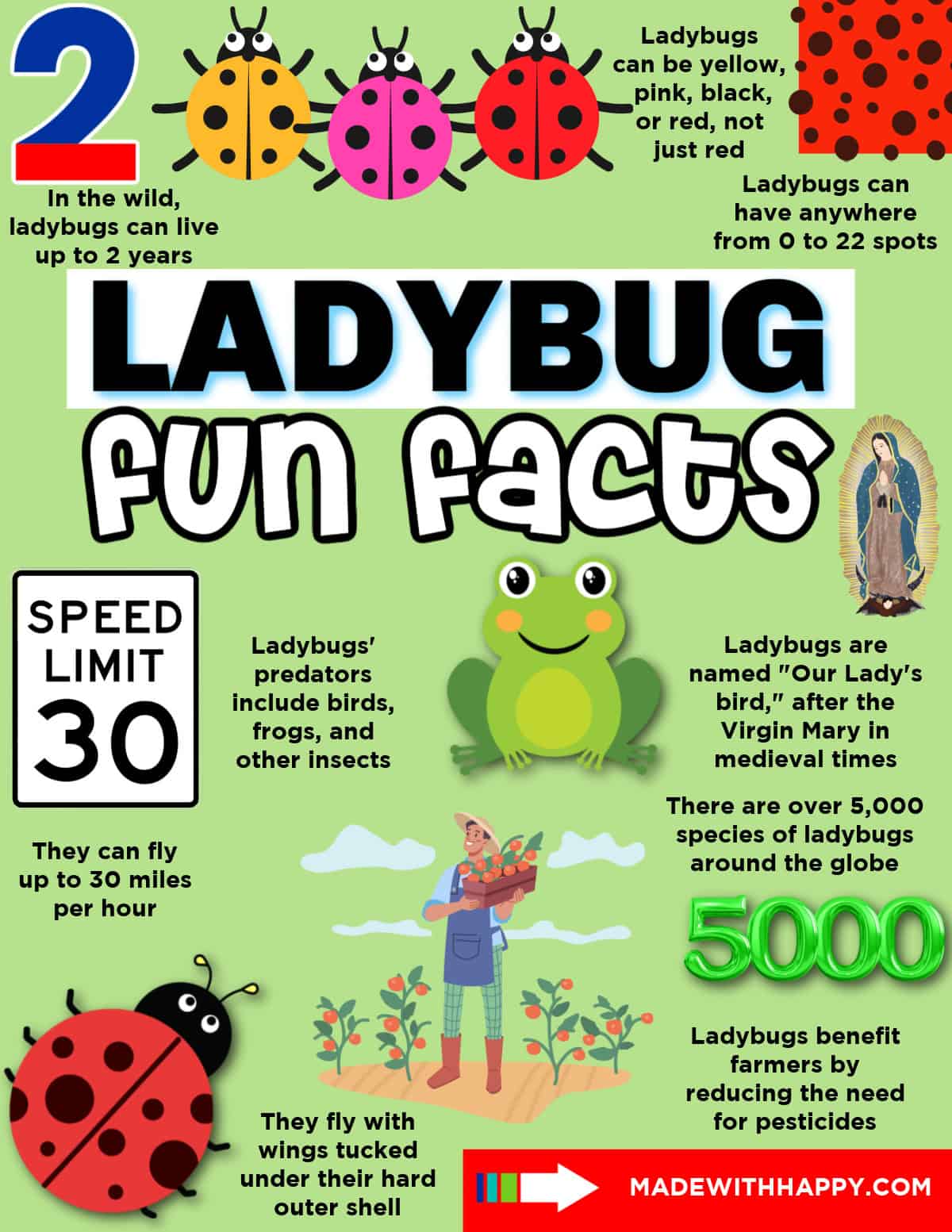 A colorful infographic brimming with ladybug facts. It details their lifespan, color variety, wing speed, predators, species diversity, and historical name Our Ladys bird. Adorned with cartoon ladybugs and a frog for added charm.
