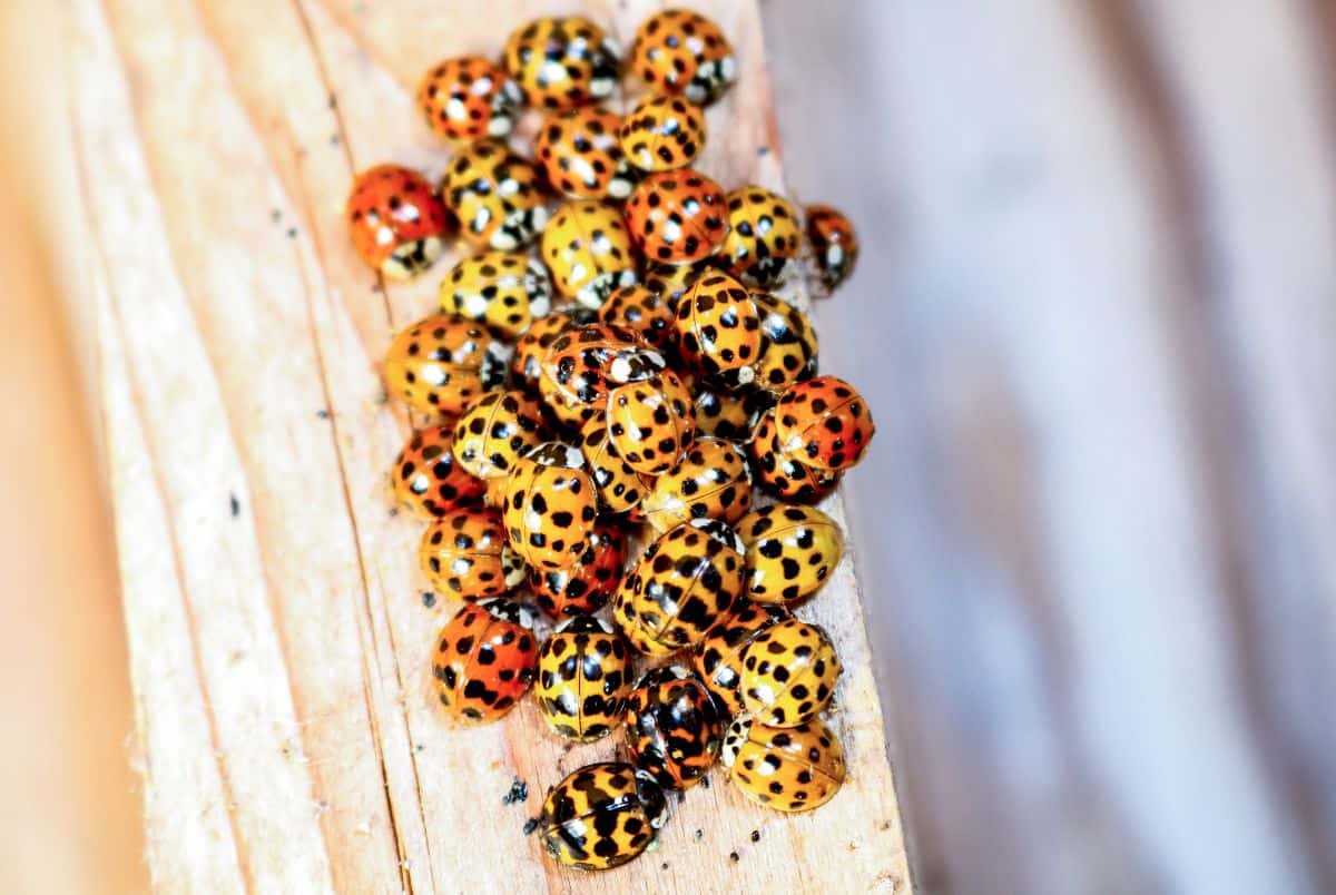 A cluster of multicolored ladybugs, including red, yellow, orange, and black varieties, are gathered on a wooden surface. Notably marked with black spots on their backs, these vibrant gatherings are perfect for those interested in ladybug facts.