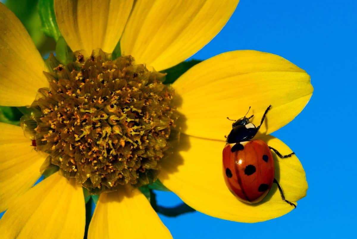 A ladybug with black spots is perched on a bright yellow sunflower petal against a clear blue sky. Did you know that one fascinating ladybug fact is their vibrant colors serve as a warning to predators? The sunflowers center complements this scene with its intricate textures.