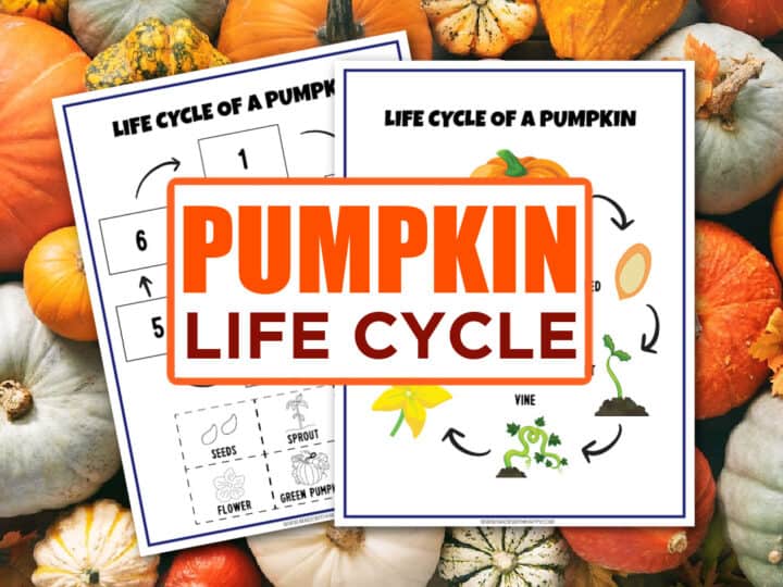 life cycle of a pumpkin