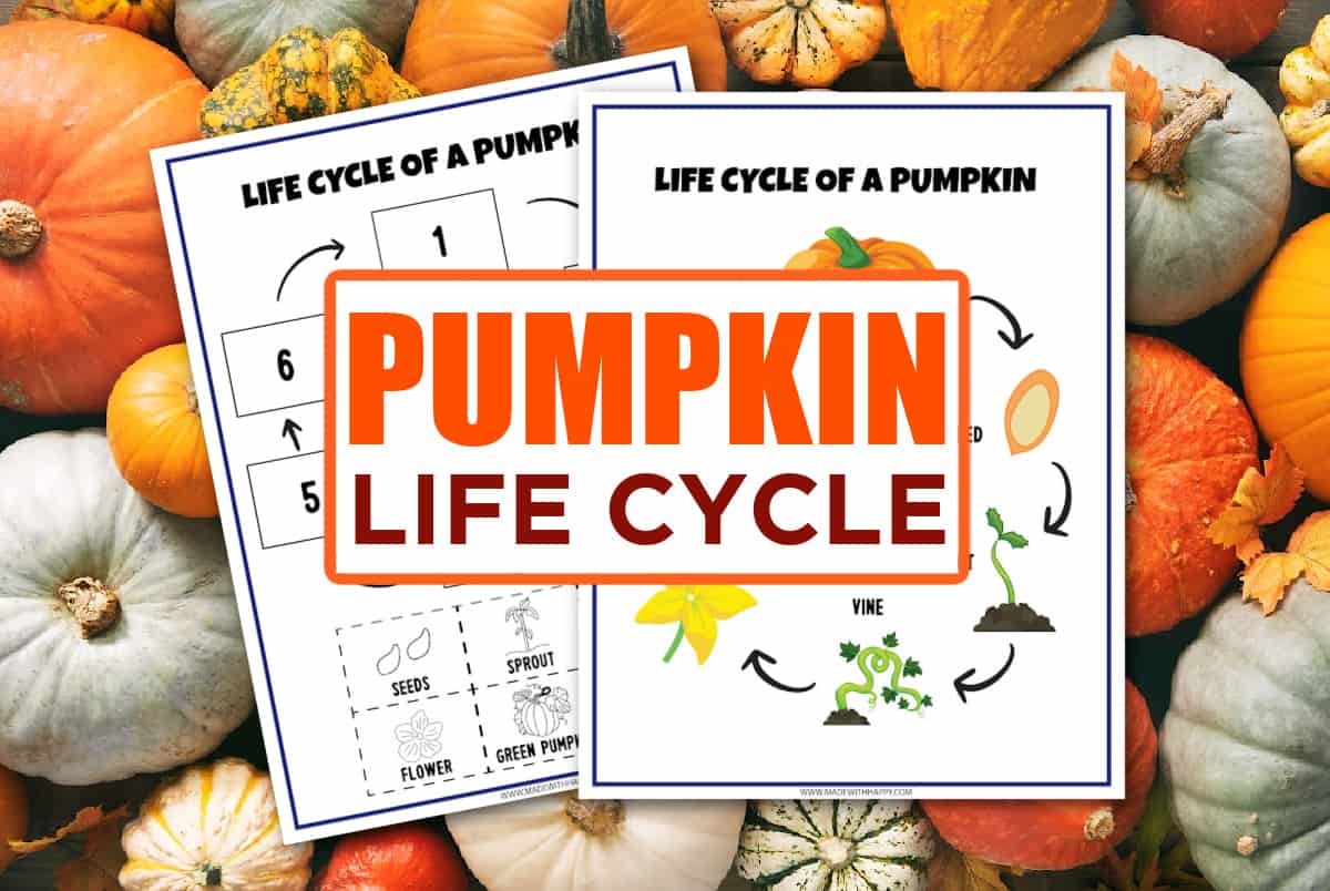 life cycle of a pumpkin