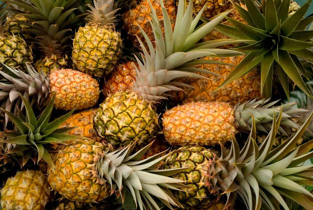 lots of pineapples - real pineapple