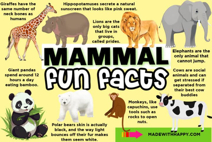 101 Fun Animal Facts For Kids Made With HAPPY