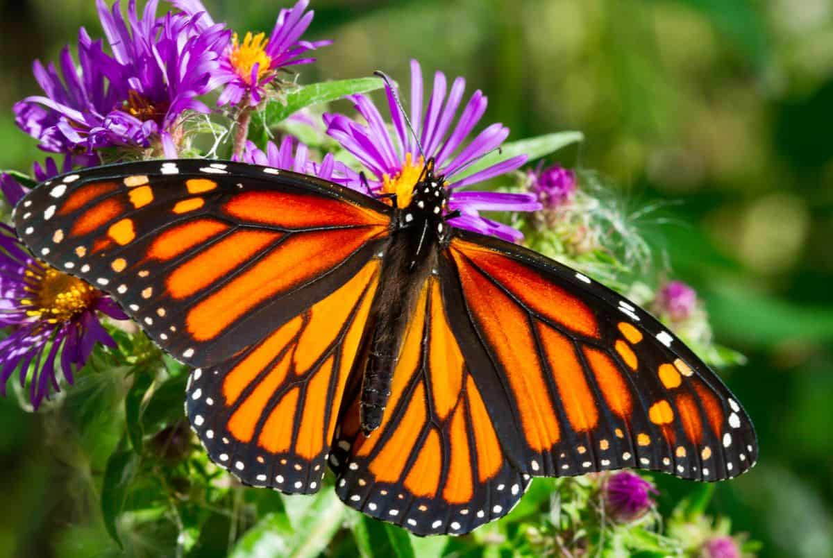 monarch butterfly facts