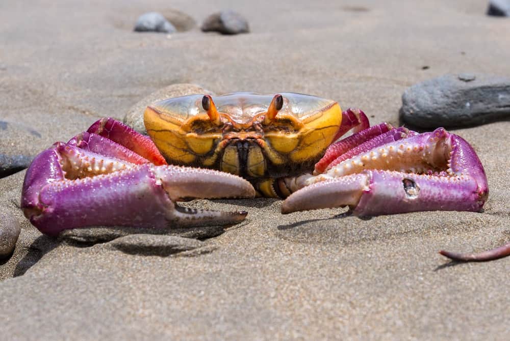 ocean animals crab