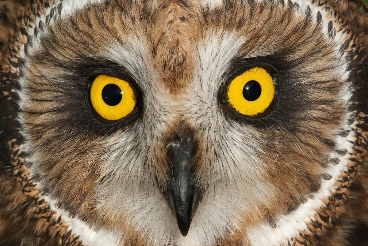 owl face