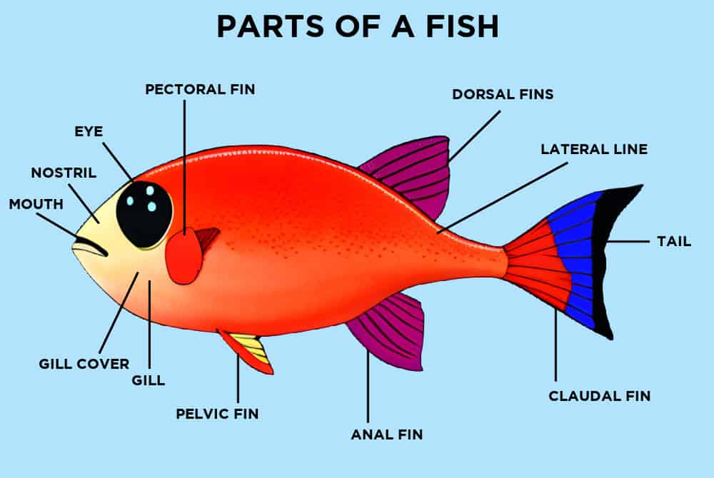 parts of a fish