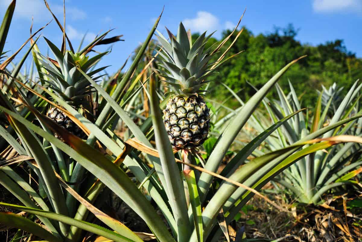 pineapple tree