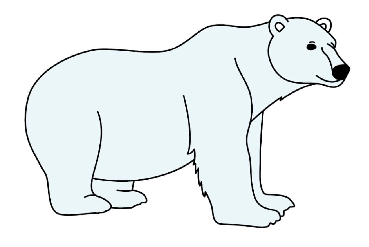 polar bear drawing step by step