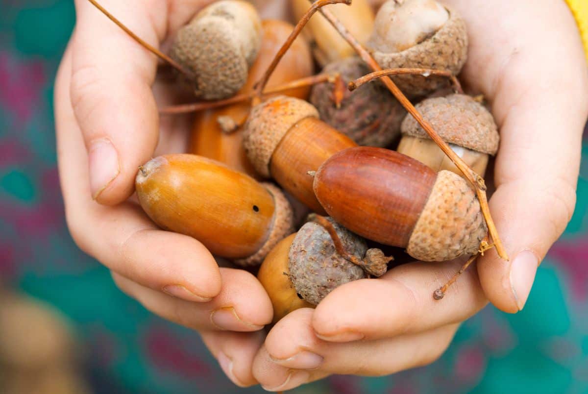 preschool acorn craft