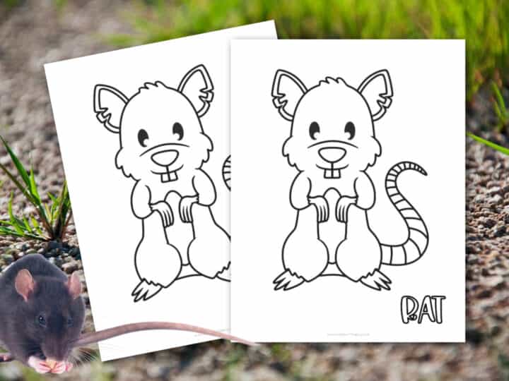 Coloring pages of a cartoon rat with two pages on a gravel and grass background. Each page shows the same rat image with the word RAT written at the bottom. A real rat with pink paws and ears sits near the pages.